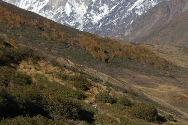 Trektocht India Garhwal Nanda Devi Santuary Basiskamp | Snow Leopard (27)
