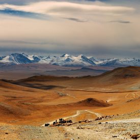 Mongolië wandelreis trektocht Khövsgöl , Khangai Nuruu, Gobi woestijn | HT & Snow Leopard 15