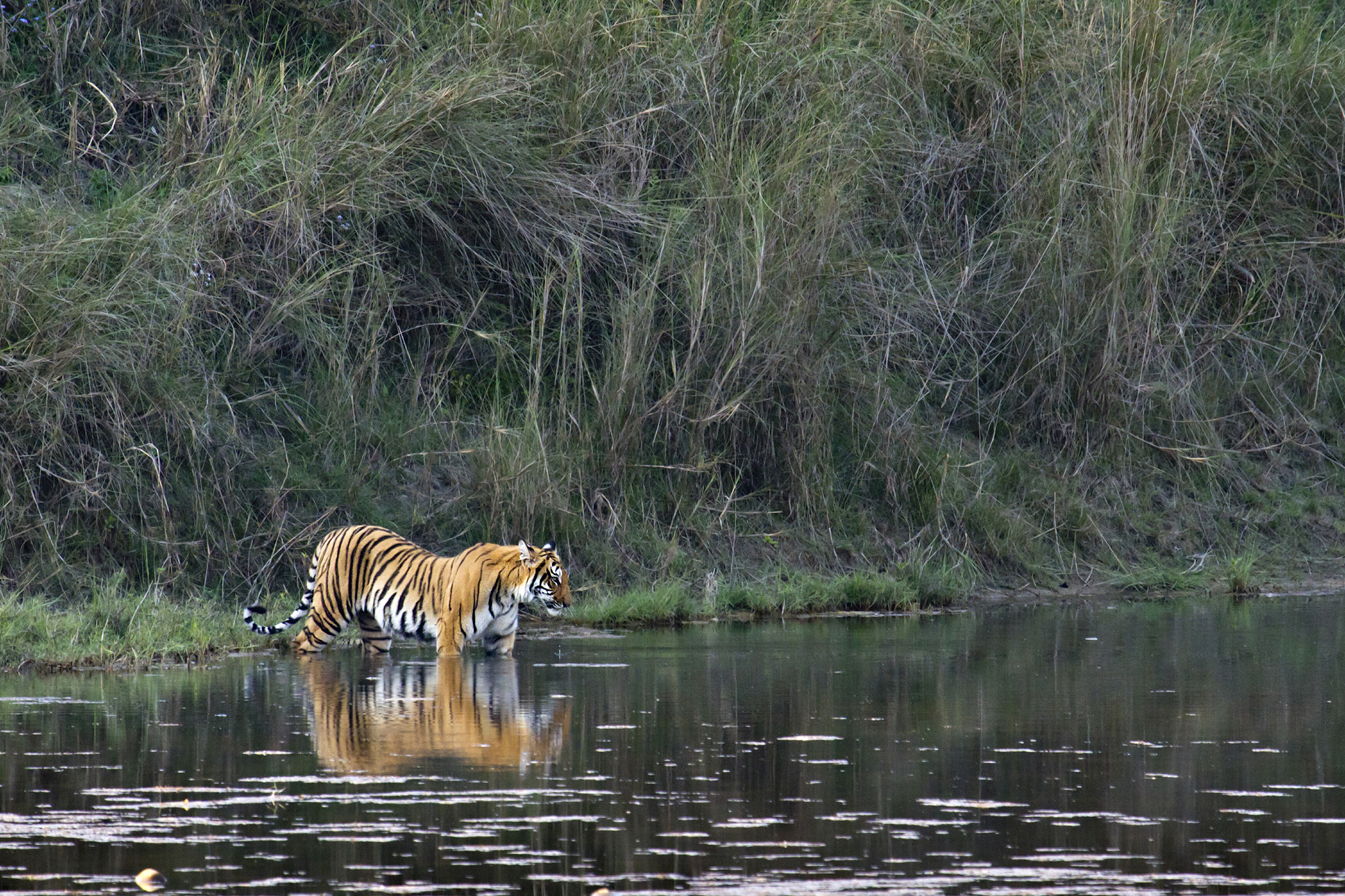 Safari Bardia National Park tijgers Nepalgunj Nepal | Snow Leopard (4)
