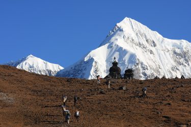 Trektocht Numbur Sherpagebied Everest Nepal | Snow Leopard (26)