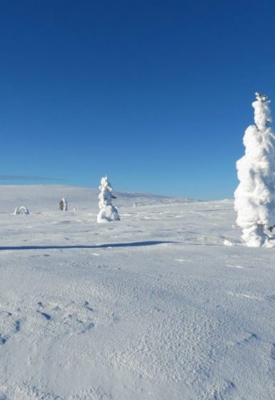 Sneeuwschoenwandelen reis Lapland Poolcircel Finland | Snow Leopard (07)