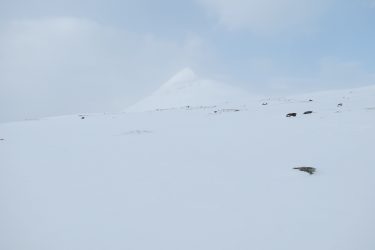 Sneeuwschoenwandelen reis Treriksrøysa Noorwegen | Snow Leopard (28)
