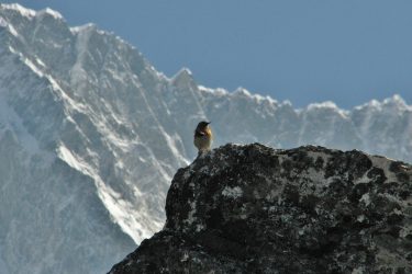 Prunella himalayana, Chhukung 4780m-Island Peak base camp 5000m Expeditie trektocht Mera Peak 6461m Island Peak Nepal | Snow Leopard